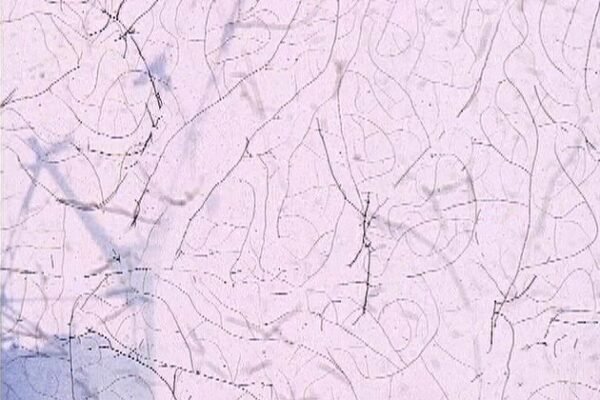 Lasting images Le port