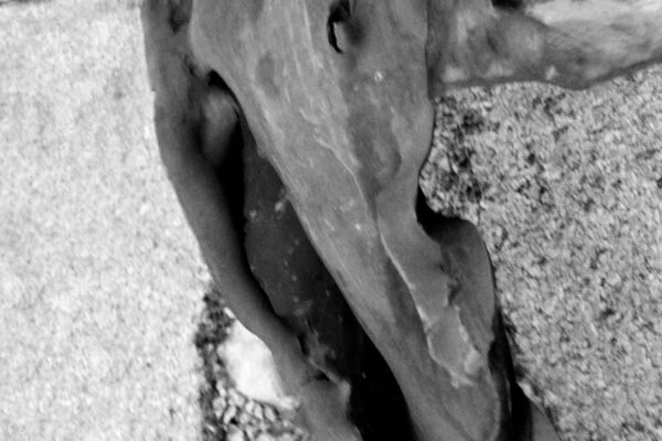 Elephant2-ecrasecrop_high