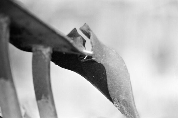 Iguane-ecrasecrop_high