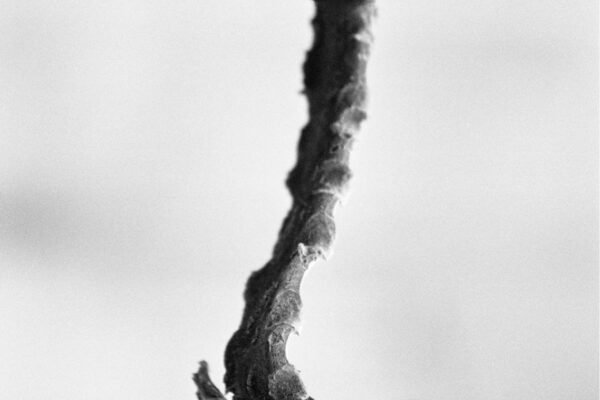 cobra-ecrasecrop_high