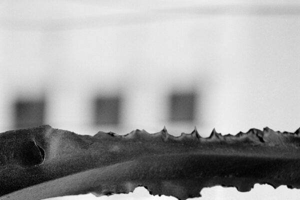 crocodile-ecrasecrop_high