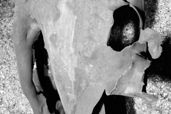 elephant-ecrasecrop_high