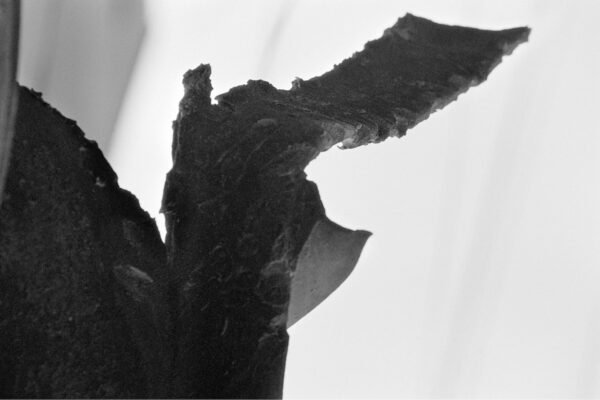 hipopotame-ecrasecrop_high