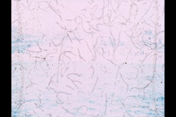 Lasting Images Master 472