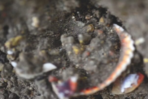 MONTAGE FORAGE4(17) copy.pct