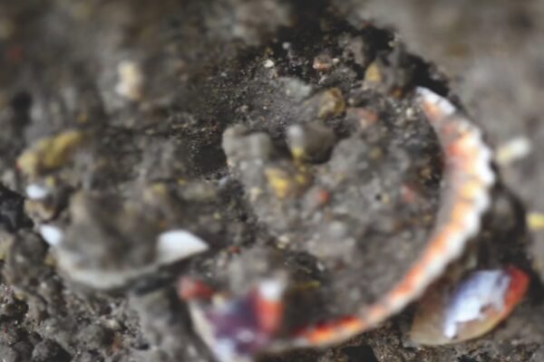 MONTAGE FORAGE4(17) copy.pct