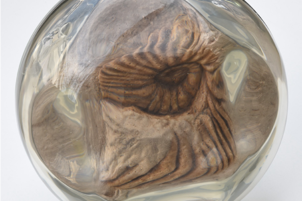 Picture 3_ammonite _high